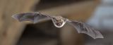 The Bat Forest