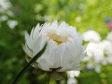 The Romantic Garden