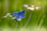 The Butterfly Avenue