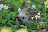 The Hedgehog Forest