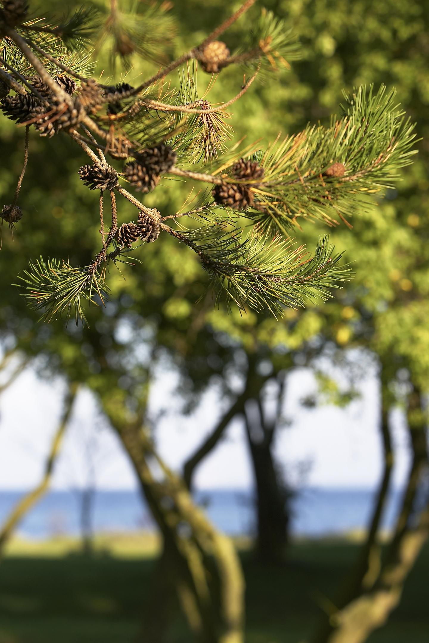 Sinaturs tilgang til ansvarlighed