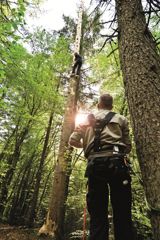 Corporate activites that take root