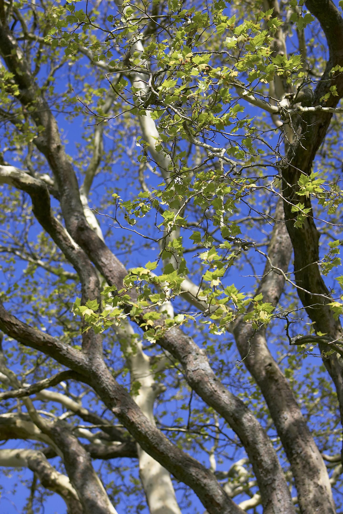 Help protect Denmark's wild nature when you hold a meeting
