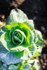 Lokale gårdbutikker