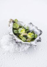 Josephine-østers med fermenteret tomatjuice skilt med purløgsolie