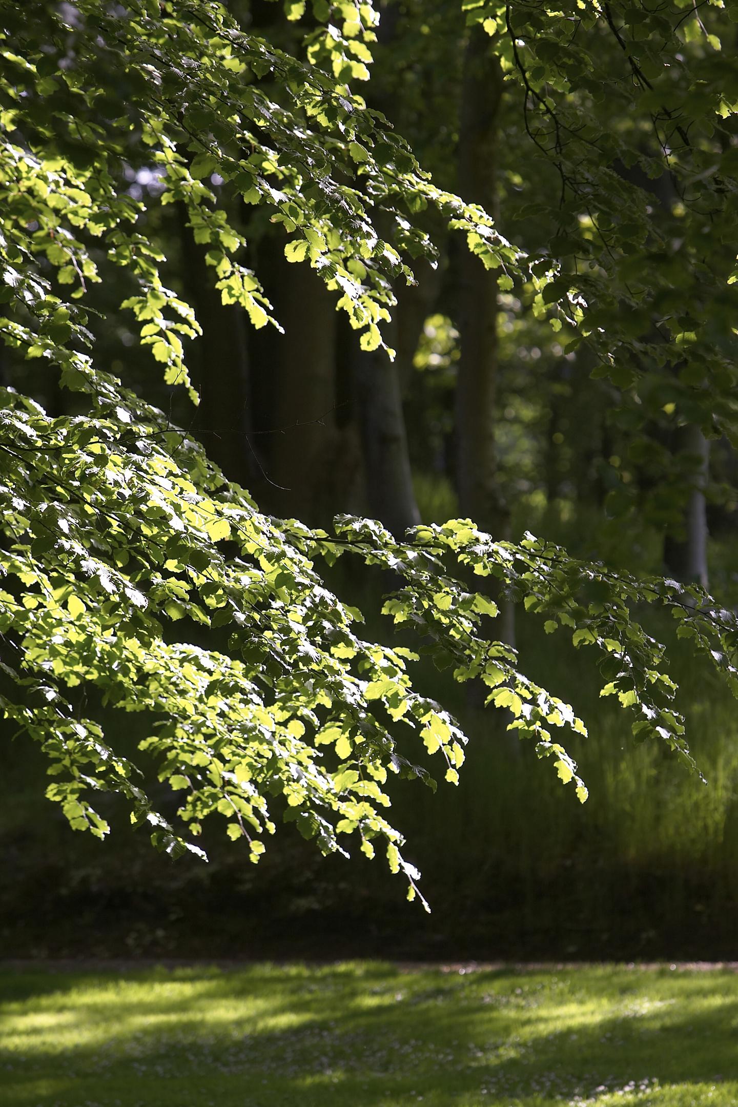 Ihr Beitrag zur  Wiederherstellung der dänischer Naturgebiete 