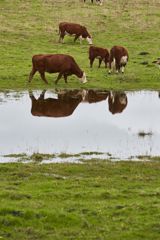 Klimabidrag for C02 belastende oksekød