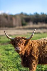 Tilvælg oksekød på din tallerken