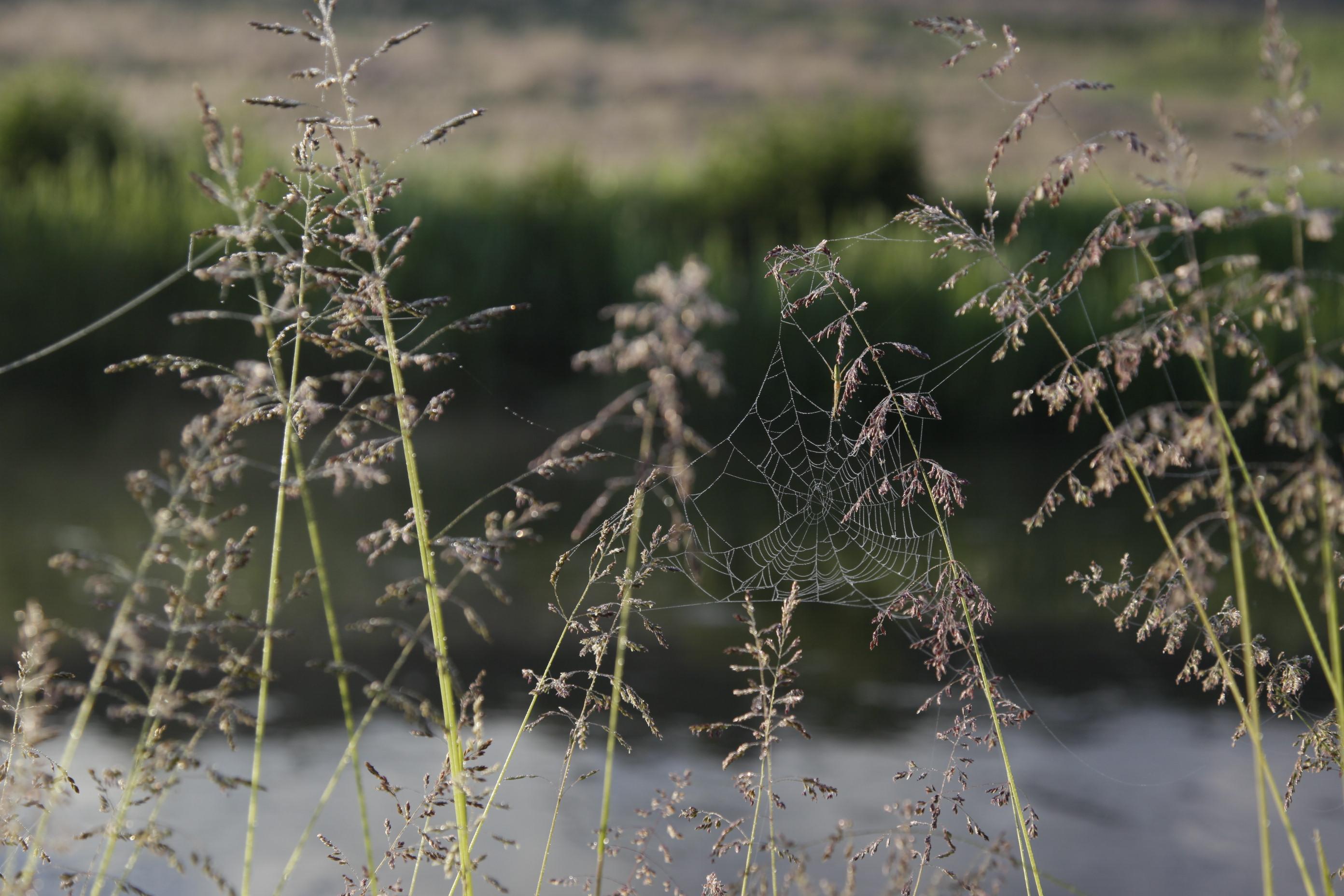 Vær med til at sikre Danmarks vilde natur