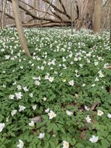 Energi og kreativitet 