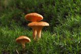 The Mushroom Forest