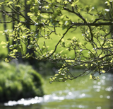 Læs mere om Sinaturs ambassadørkorps