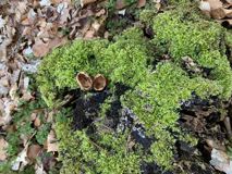 Refleksion og restitution