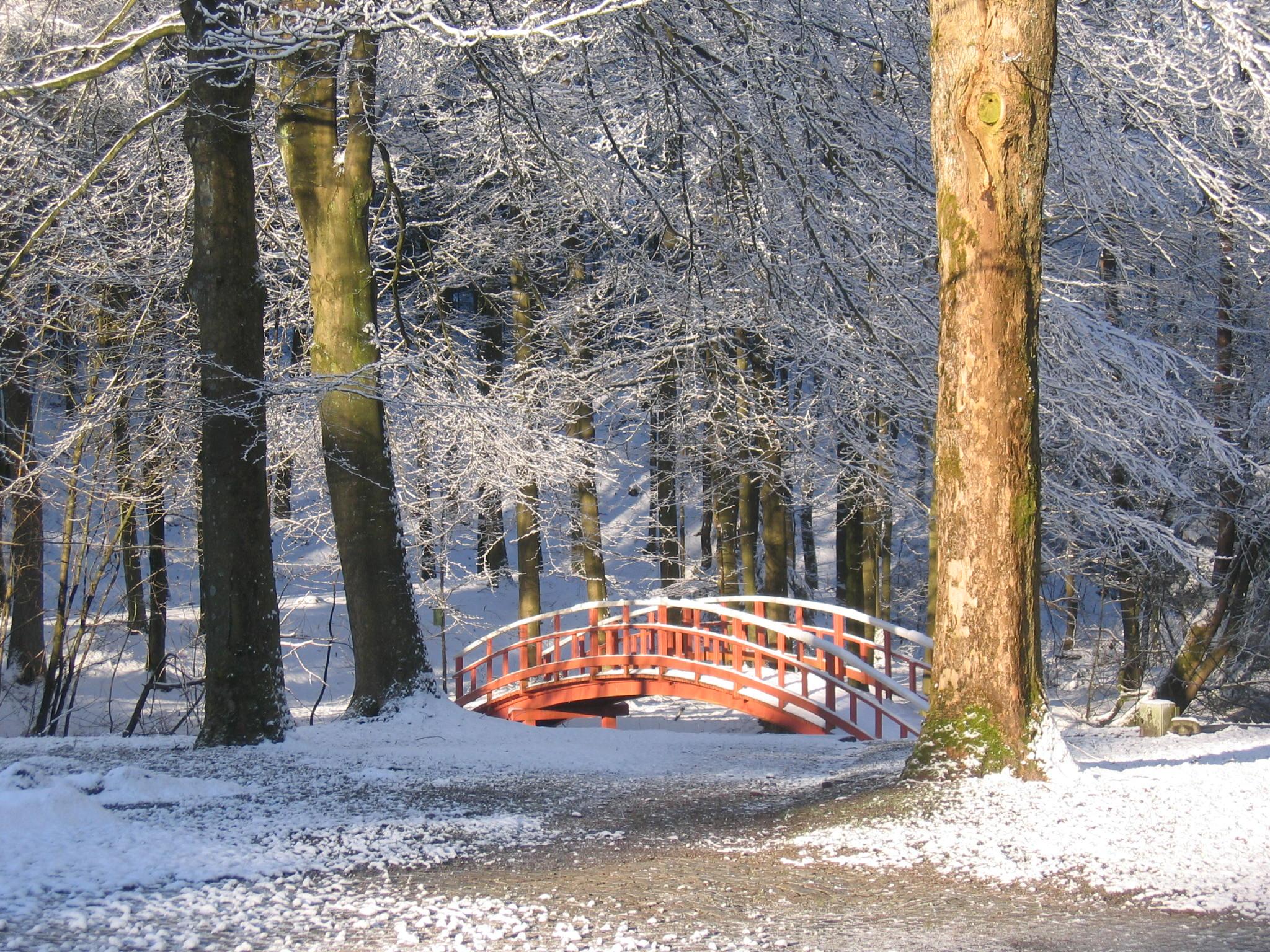 Winter stay in the forest
