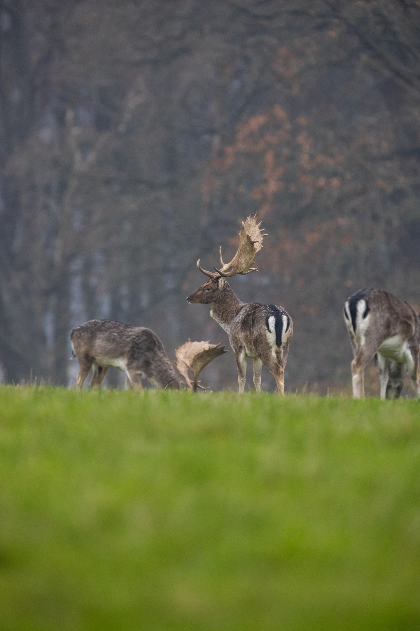 A meeting preserves one square metre of Danish nature